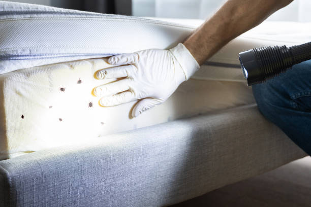 Best Best Pest Control Companies  in Bell, CA