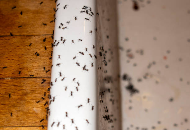 Best Exterminator Services  in Bell, CA