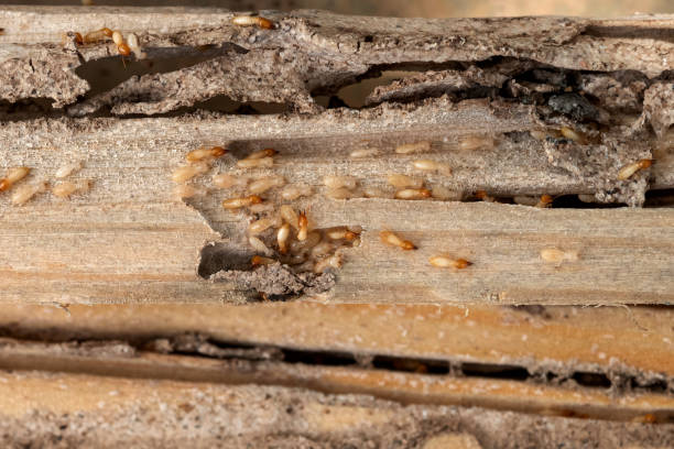 Best Pest Control Near Me  in Bell, CA