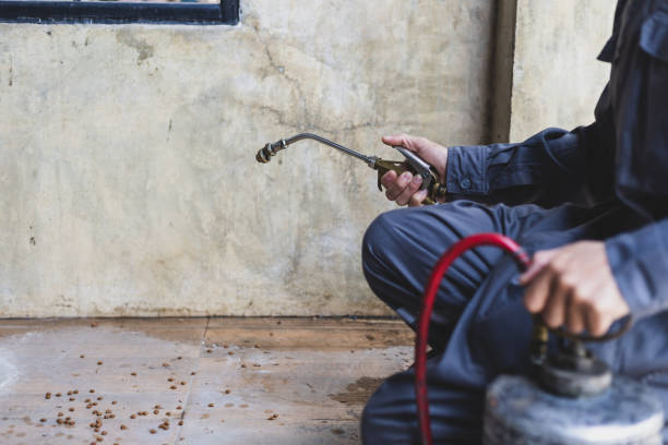 Professional Pest Control in Bell, CA